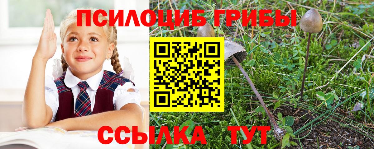 Псилоцибиновые грибы Psilocybine cubensis Уварово